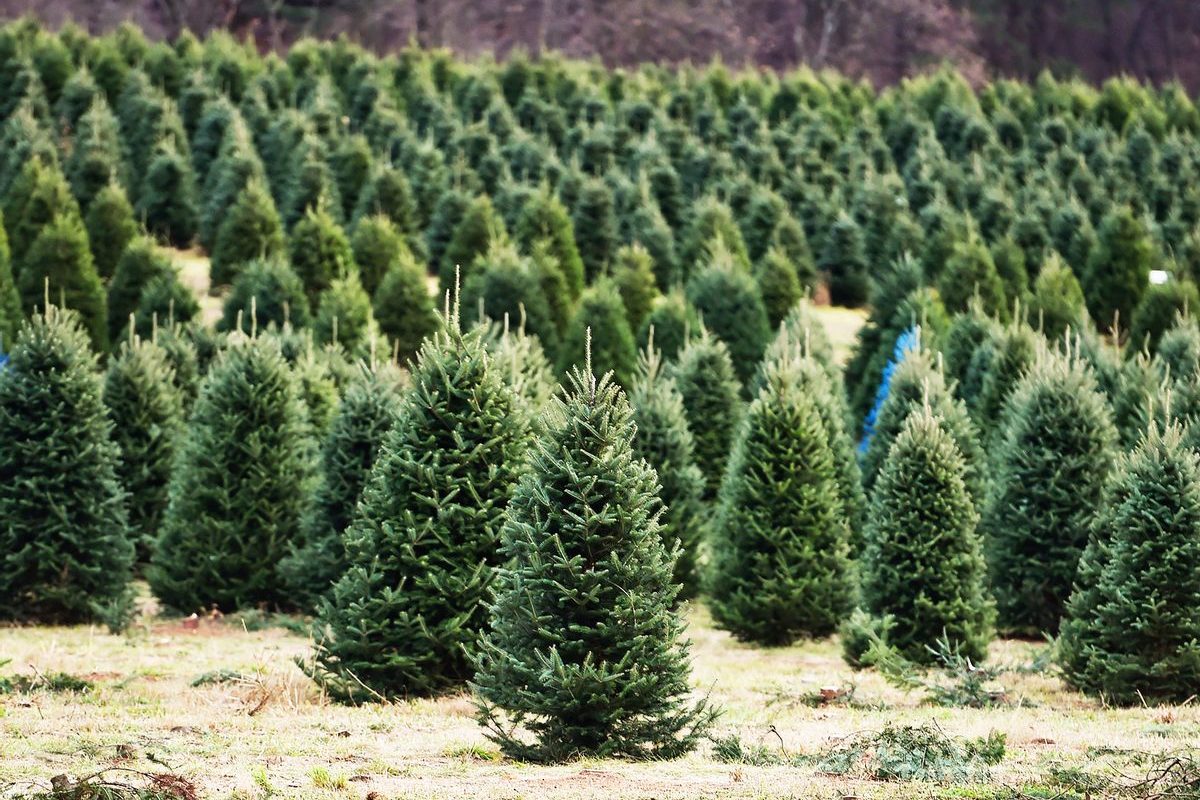 Featured Activity 5 Local Places To Get A Live Christmas Tree 